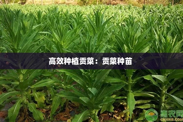 高效种植贡菜：贡菜种苗 