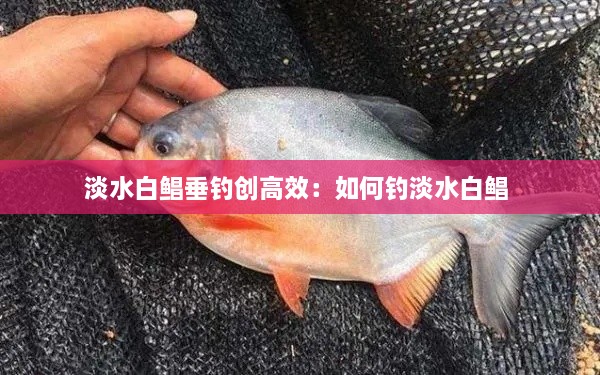 淡水白鲳垂钓创高效：如何钓淡水白鲳 