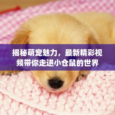 揭秘萌宠魅力，最新精彩视频带你走进小仓鼠的世界