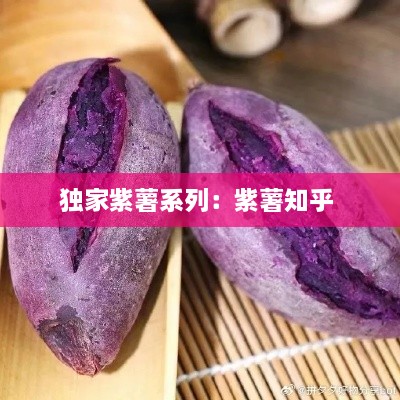 独家紫薯系列：紫薯知乎 