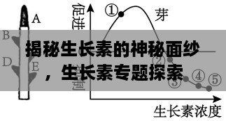 揭秘生长素的神秘面纱，生长素专题探索