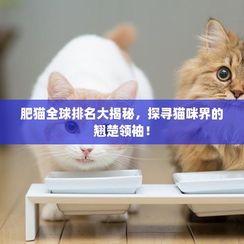 肥猫全球排名大揭秘，探寻猫咪界的翘楚领袖！