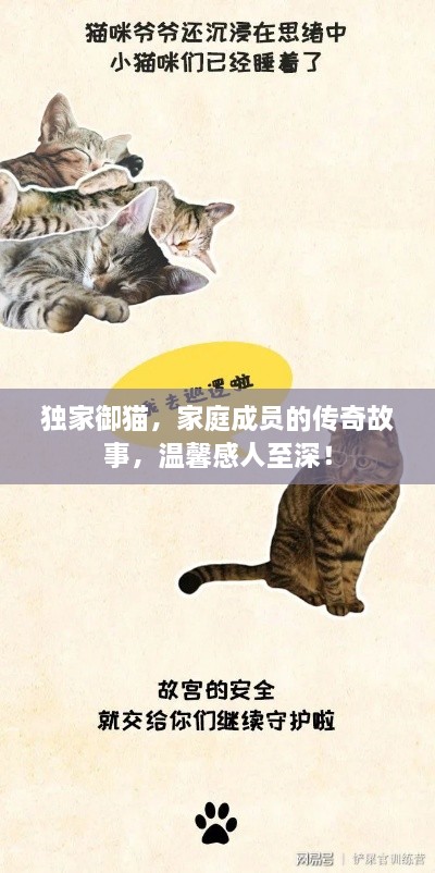 独家御猫，家庭成员的传奇故事，温馨感人至深！