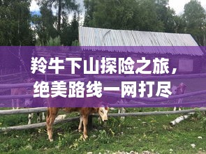 羚牛下山探险之旅，绝美路线一网打尽！