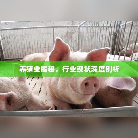 养猪业揭秘，行业现状深度剖析