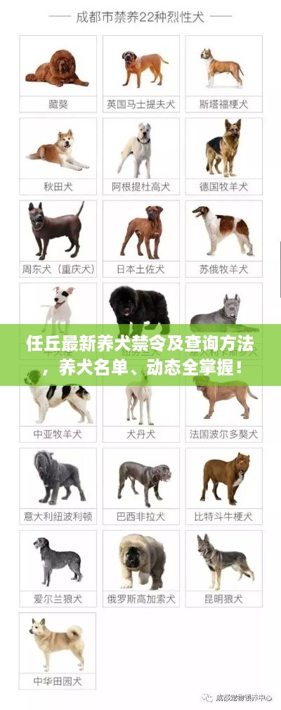任丘最新养犬禁令及查询方法，养犬名单、动态全掌握！