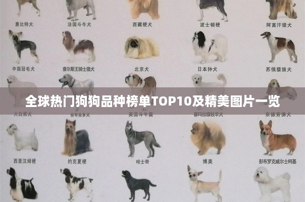 全球热门狗狗品种榜单TOP10及精美图片一览