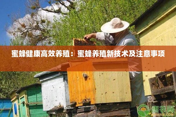 蜜蜂健康高效养殖：蜜蜂养殖新技术及注意事项 