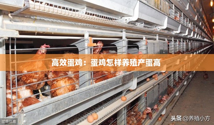 高效蛋鸡：蛋鸡怎样养殖产蛋高 