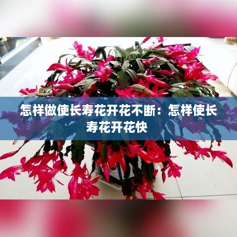 怎样做使长寿花开花不断：怎样使长寿花开花快 