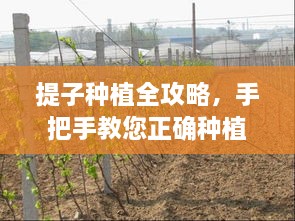 提子种植全攻略，手把手教您正确种植提子！