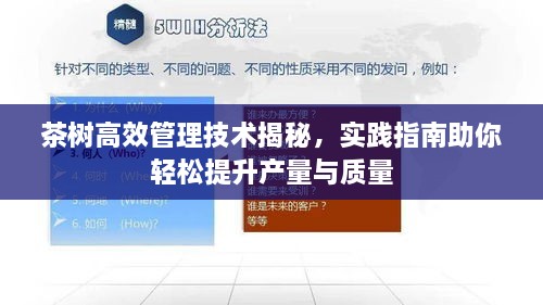 茶树高效管理技术揭秘，实践指南助你轻松提升产量与质量