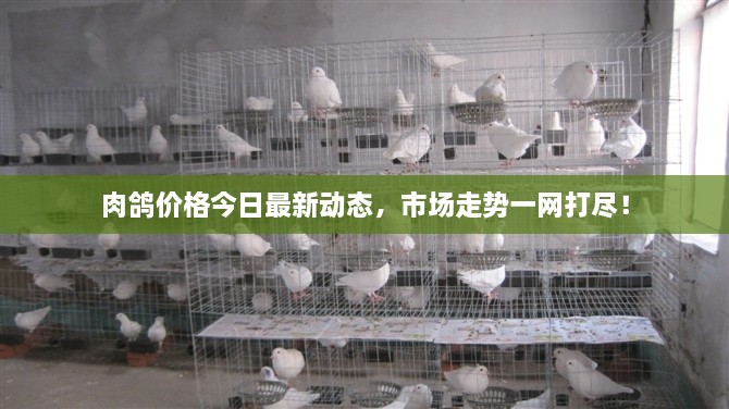 肉鸽价格今日最新动态，市场走势一网打尽！