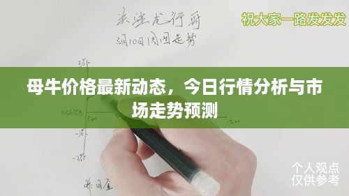 母牛价格最新动态，今日行情分析与市场走势预测
