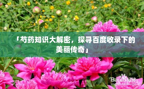 「芍药知识大解密，探寻百度收录下的美丽传奇」