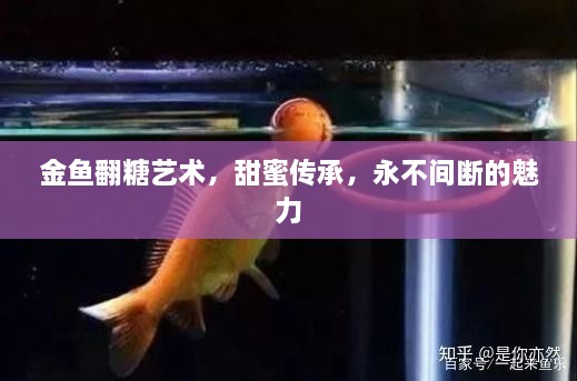 金鱼翻糖艺术，甜蜜传承，永不间断的魅力