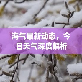 海气最新动态，今日天气深度解析