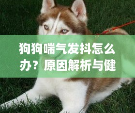 狗狗喘气发抖怎么办？原因解析与健康关怀指南