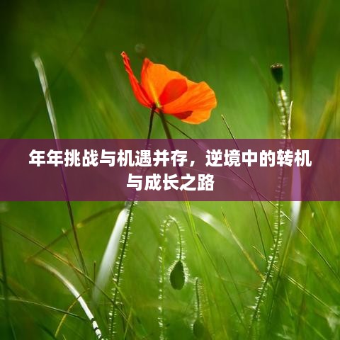 年年挑战与机遇并存，逆境中的转机与成长之路