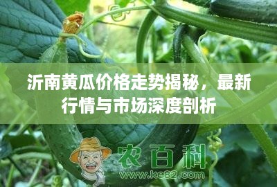 沂南黄瓜价格走势揭秘，最新行情与市场深度剖析