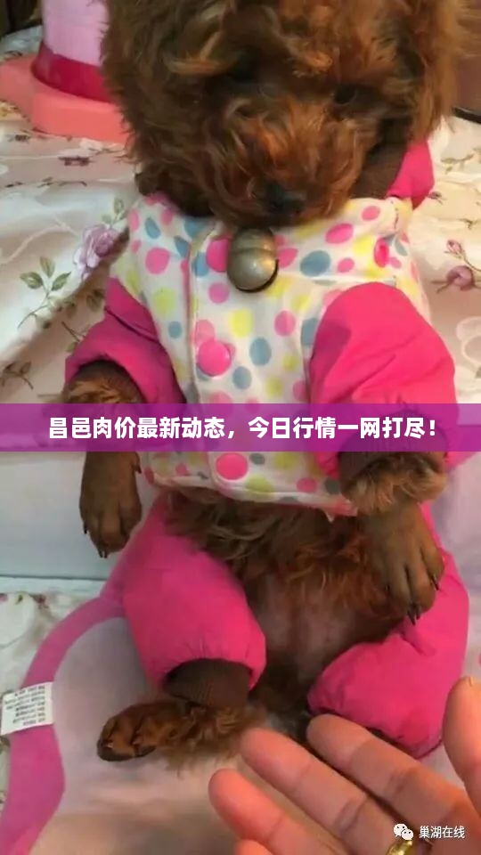 昌邑肉价最新动态，今日行情一网打尽！