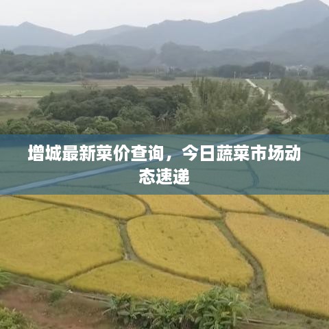 增城最新菜价查询，今日蔬菜市场动态速递