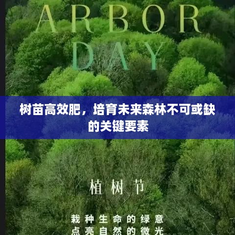 树苗高效肥，培育未来森林不可或缺的关键要素