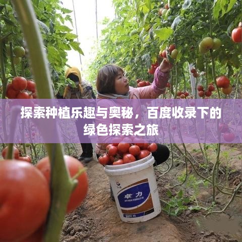 探索种植乐趣与奥秘，百度收录下的绿色探索之旅