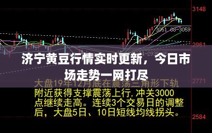 济宁黄豆行情实时更新，今日市场走势一网打尽