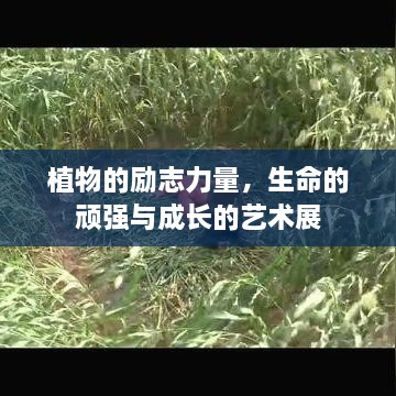 飞来飞去 第2页