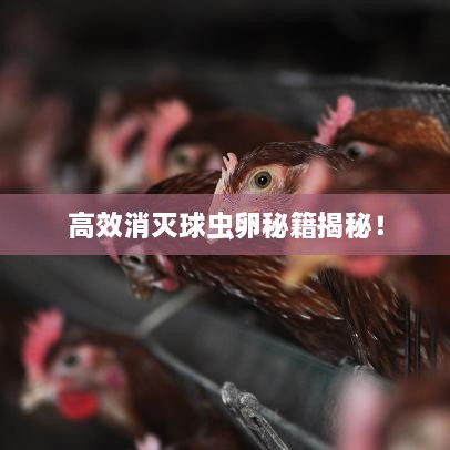 高效消灭球虫卵秘籍揭秘！