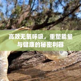 kongguyoulan 第2页