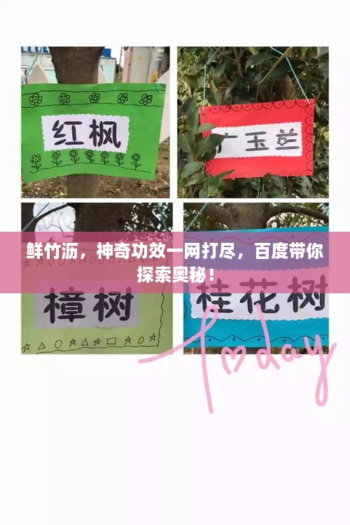 鲜竹沥，神奇功效一网打尽，百度带你探索奥秘！