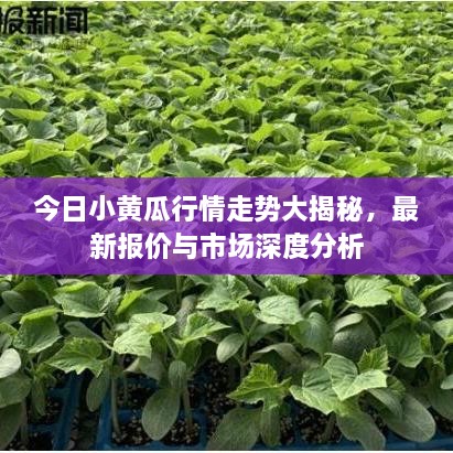 今日小黄瓜行情走势大揭秘，最新报价与市场深度分析