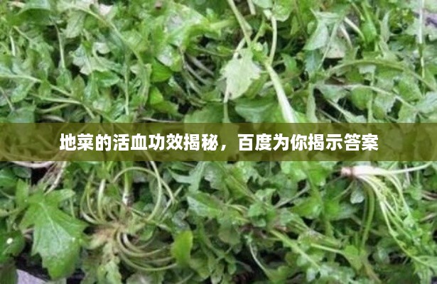 地菜的活血功效揭秘，百度为你揭示答案