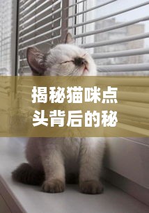 揭秘猫咪点头背后的秘密，解读猫咪肢体语言与行为习性探究