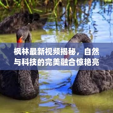 枫林最新视频揭秘，自然与科技的完美融合惊艳亮相！