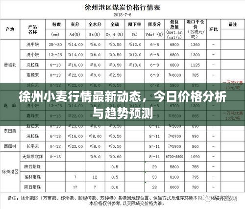 徐州小麦行情最新动态，今日价格分析与趋势预测