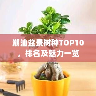 潮汕盆景树种TOP10，排名及魅力一览