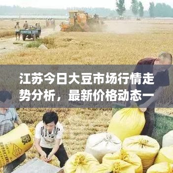 江苏今日大豆市场行情走势分析，最新价格动态一网打尽