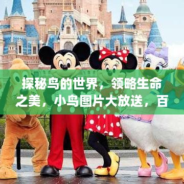 探秘鸟的世界，领略生命之美，小鸟图片大放送，百度一搜即得