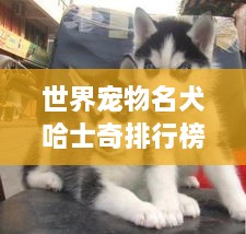 世界宠物名犬哈士奇排行榜揭秘，探寻哈士奇魅力之巅