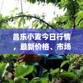 昌乐小麦今日行情，最新价格、市场动态及影响因素全解析