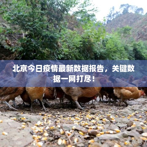 北京今日疫情最新数据报告，关键数据一网打尽！
