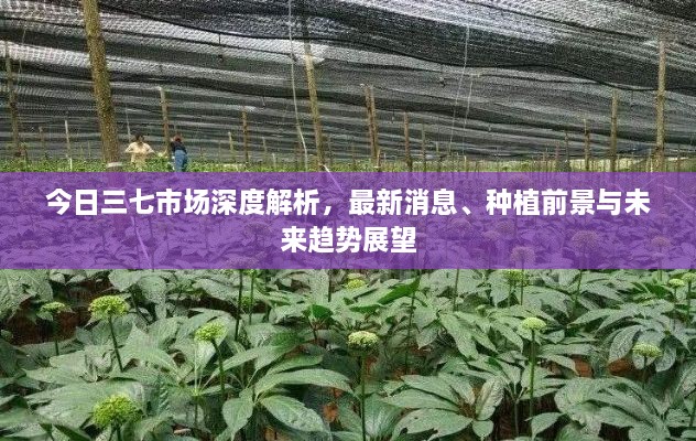 今日三七市场深度解析，最新消息、种植前景与未来趋势展望
