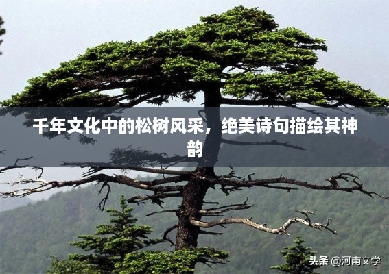 千年文化中的松树风采，绝美诗句描绘其神韵