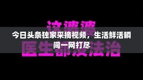 今日头条独家采摘视频，生活鲜活瞬间一网打尽