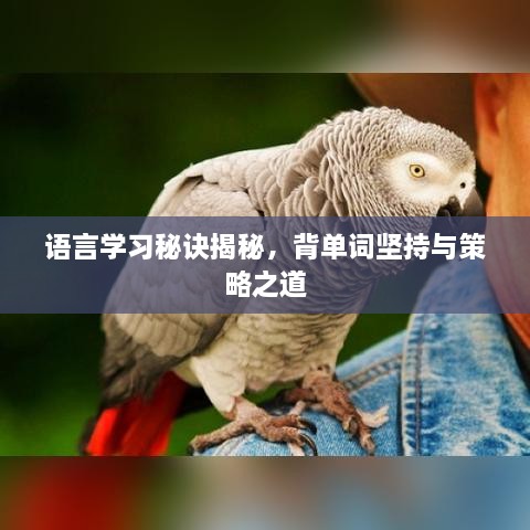 语言学习秘诀揭秘，背单词坚持与策略之道