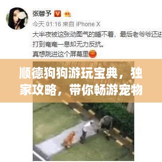 顺德狗狗游玩宝典，独家攻略，带你畅游宠物友好之地！