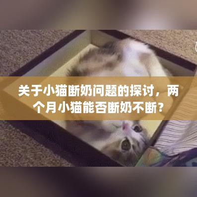 关于小猫断奶问题的探讨，两个月小猫能否断奶不断？